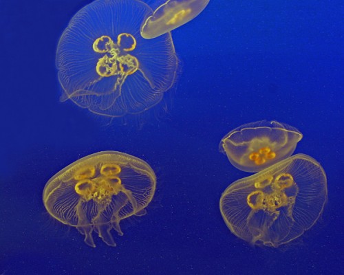 jellies