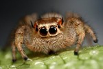 jumping_spiders_face