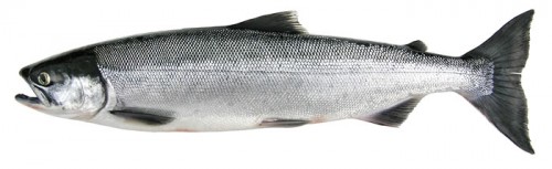 sockeye