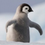 BabyPenguin