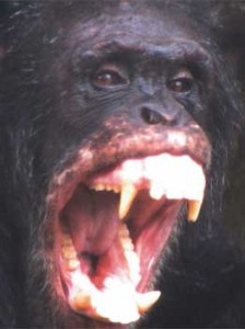 angrychimp