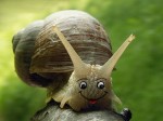 fakesnail