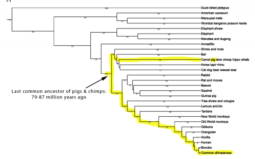 pig-chimp_lca