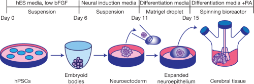 organoid_method