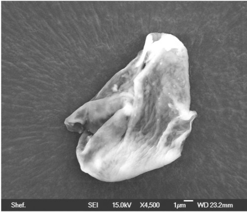 A collapsed balloon-like biological entity sampled from the stratosphere. Note the “proboscis” to the left,  with nose-like openings and the “sphincter” present at the top of the organism