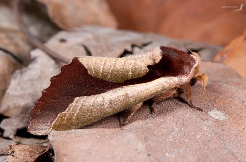 uropyia_meticulodina