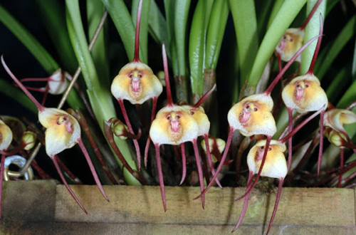 Scary Halloween plants