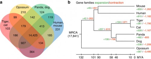 (a) Orthologous gene clusters in mammalian species. The Venn diagram shows the number of unique and shared gene families among seven mammalian genomes. (b) Gene expansion or contraction in the tiger genome. Numbers designate the number of gene families that have expanded (green, +) and contracted (red, −) after the split from the common ancestor. The most recent common ancestor (MRCA) has 17,841 gene families. The time lines indicate divergence times among the species.