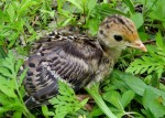 Turkey poult