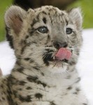 snowleopard