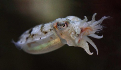 cuttlefish