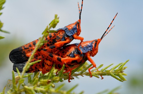 Australian Geographic