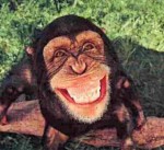 happychimp