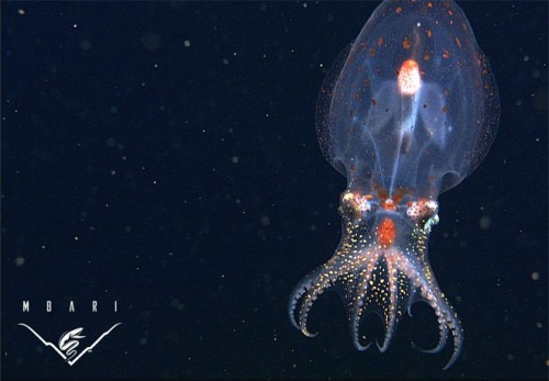 MBARI