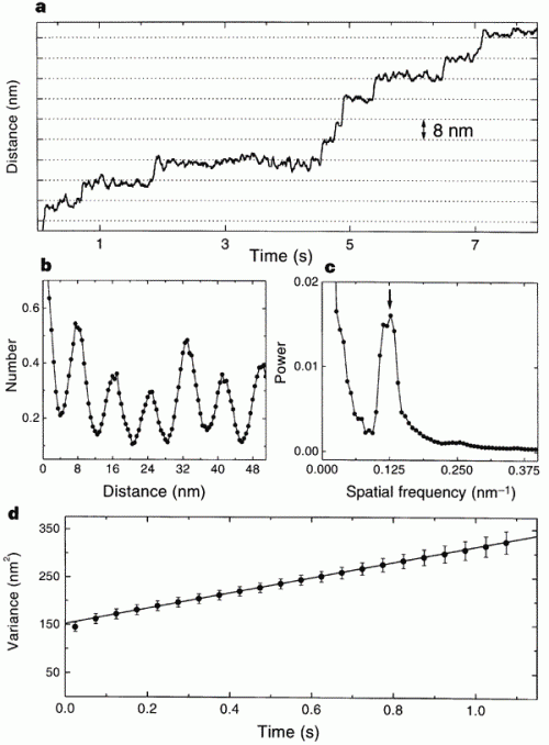 Horizontal grid lines (dotted lines) are spaced 8 nm apart. Data were median-filtered with a window width of 60 ms. b, Normalized histogram of pairwise distances between all pairs of data points in this record, showing a clear 8-nm periodicity. c, Normalized power spectrum of the data in b, displaying a single prominent peak at the reciprocal of 8 nm (arrow). d, Variance in position, averaged over 28 runs at 2 microM ATP (dots), and line fit over the interval 3.5 ms to 1.1 s. The y-intercept of the fit is determined by equipartition,  left fencex2right fence = kT/alpha, where alpha is the combined stiffness of the optical trap and bead–microtubule linkage. The rapid rise in variance at short times reflects the brownian correlation time for bead position.