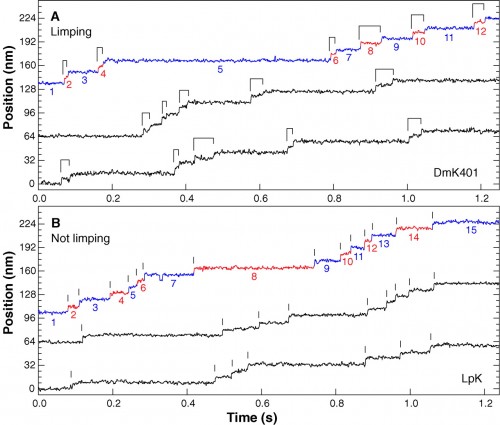 Representative high-resolution stepping records of position against time, showing the single-molecule behavior of kinesin motors under constant 4 pN rearward loads. (A) Limping motion of the recombinant kinesin construct, DmK401. The dwell intervals between successive 8-nm steps alternate between slow and fast phases, causing steps to appear in pairs, as indicated by the ligatures. (B) Nonlimping motion of native squid kinesin, LpK. No alternation of steps is apparent; vertical lines mark the stepping transitions. Slow and fast phase assignments, as described in the text, are indicated in color on the uppermost trace of each panel (blue and red, respectively), and the corresponding dwell intervals are numbered. All traces were median filtered with a 2.5-ms window.