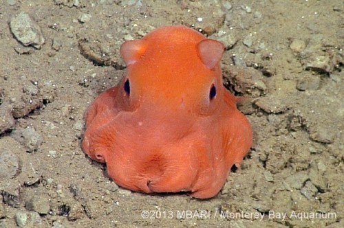 Monterey Bay Aquarium