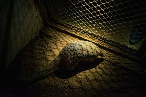 pangolin