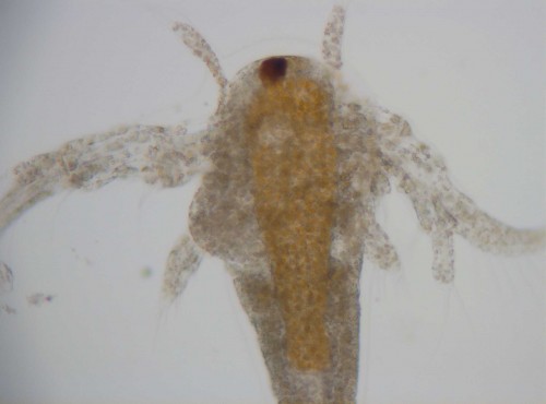 artemia