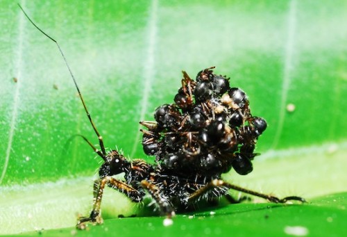 Acanthaspis petax, a type of assassin bug, stacks dead ant bodies on its back to confuse predators. Photo by Mohd Rizal Ismail