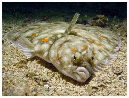 flatfish