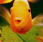 happyfish