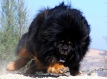 tibetanmastiff