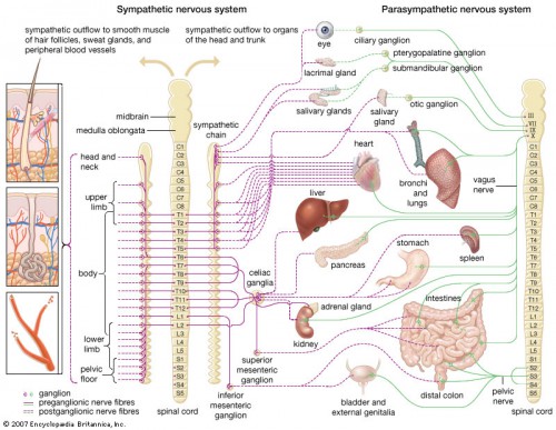 autonomic