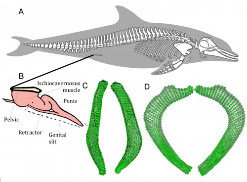 dolphinpelvicbones