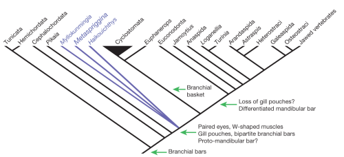 Cladogram with backbone constraint for cyclostome monophyly, and using rescaled consistency indices, showing the position of Metaspriggina as part of basal stem-group soft-bodied vertebrates. The origin and potential loss of key vertebrate structures is indicated. 