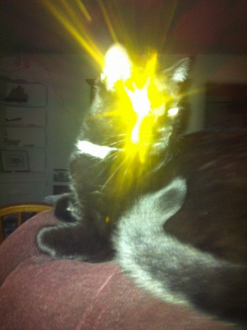 evilcat