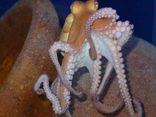 Tampa Bay Aquarium