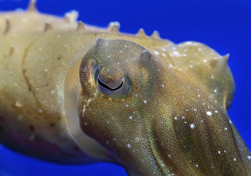 Monterey Bay Aquarium