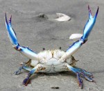 triumphantcrab