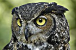 GreatHornedOwl