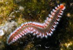 180Polychaete worm Hermodice carunculata, whole worm