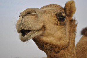 camel