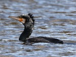 cormorant