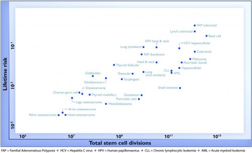  The relationship between the number of stem cell divisions in the lifetime of a given tissue and the lifetime risk of cancer in that tissue.