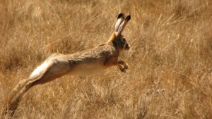 hare