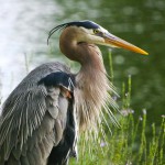 heron