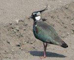 lapwing