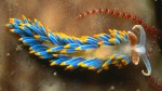 nudibranch