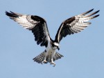 osprey