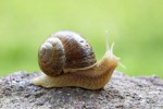 snail