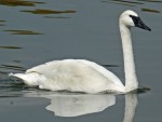 swan