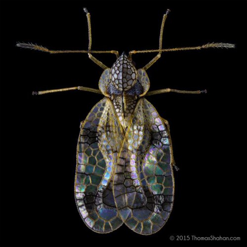 Azalea Lace Bug 