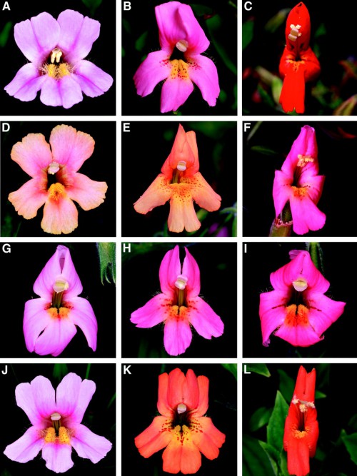 Pollinator preference and the evolution of floral traits in monkeyflowers (Mimulus)