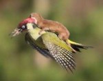 weaselpecker