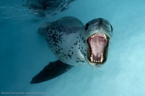 leopardseal